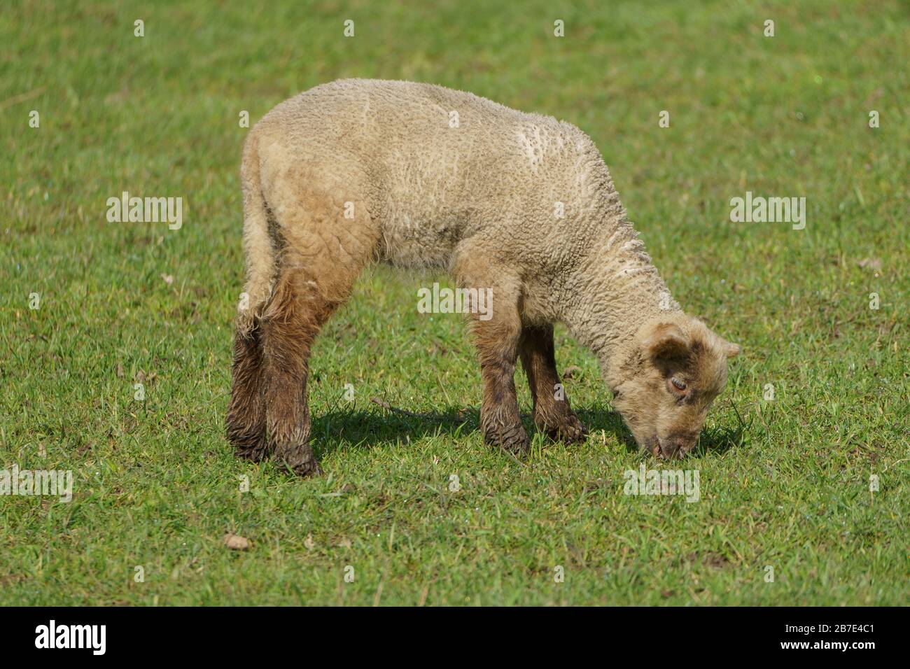 sheep in germany Stock Photo Alamy