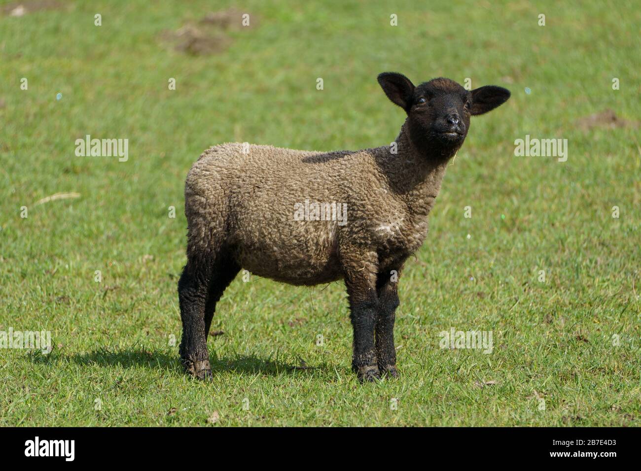 sheep in germany Stock Photo Alamy
