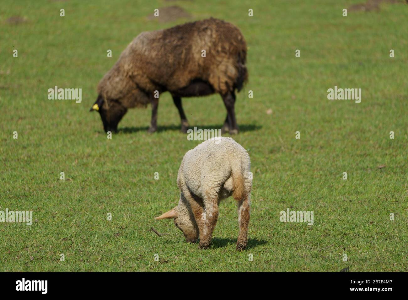 many sheep in germany Stock Photo Alamy