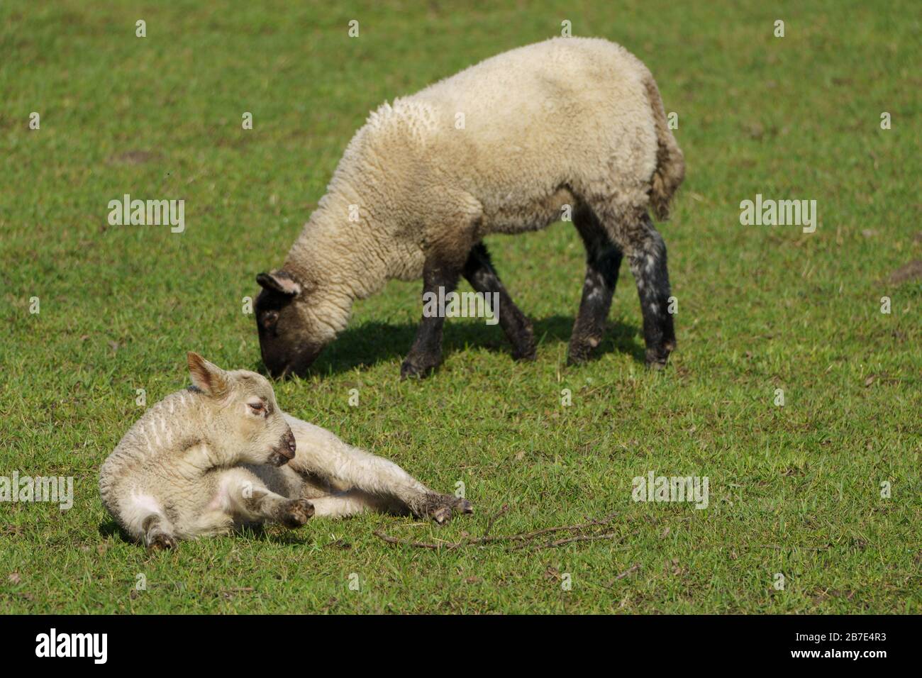 sheep ad lamb in germany Stock Photo Alamy