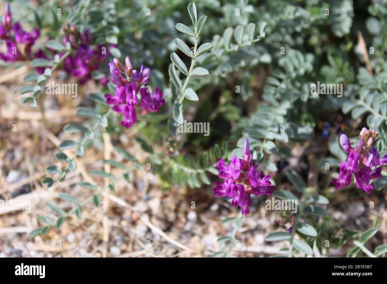 Bright purple flowers emerge in Spring on the small statured Mojave Milkvetch, Astragalus Mohavensis, a plant native to the Southern Mojave Desert. Stock Photo