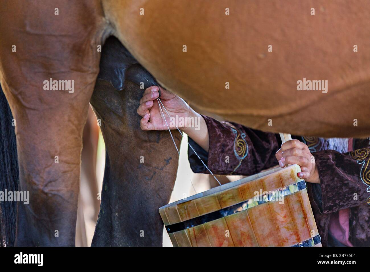 Nomadic woman milking the horse to make local traditional drink of Kymyz, in Bishkek, Kyrgyzstan Stock Photo