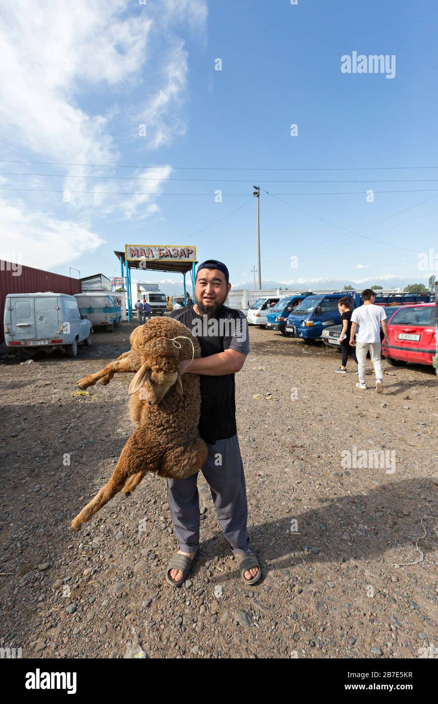 Kyrgyz man carrying sheep in the live stock market, in Tokmok, Kyrgyzstan Stock Photo