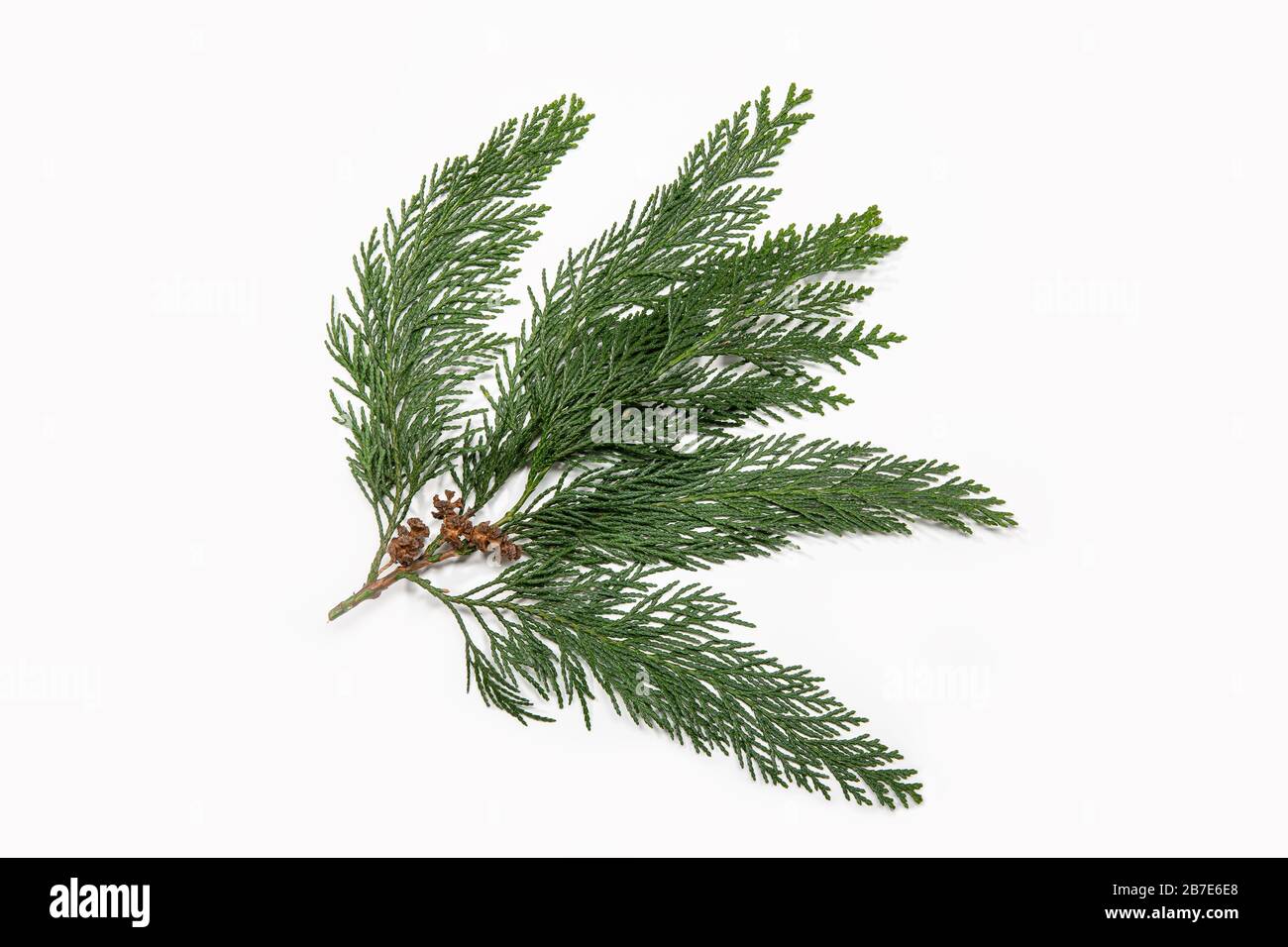 Cypress twig with dry cones isolated on white background. Cupressus Stock Photo