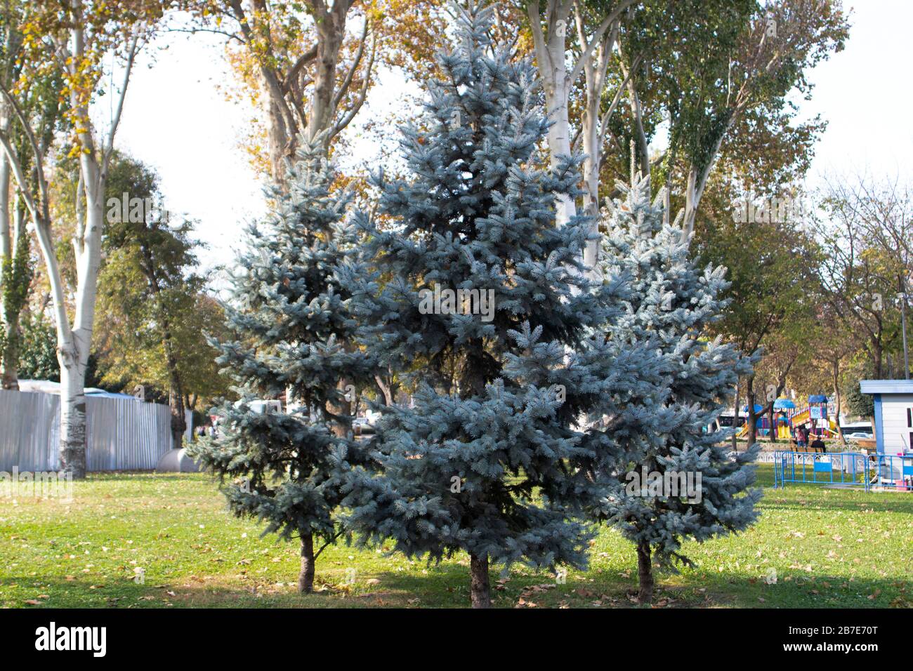 Close-up photo of tthe blue spruce tree. From the pine family. Close up. Stock Photo