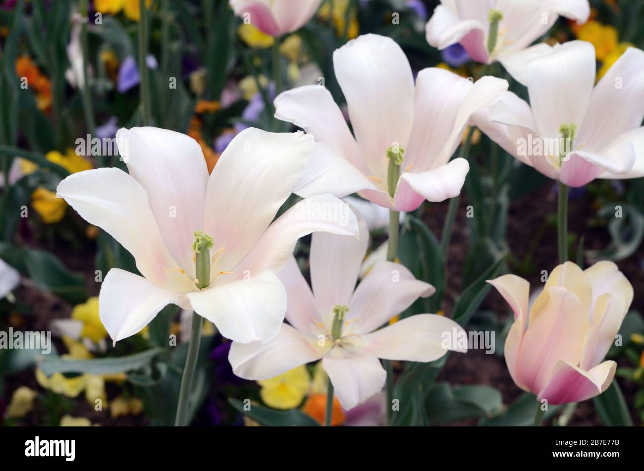 Tulips on Pearl Street Mall in Downtown Boulder. This is part of an annual spring event Stock Photo