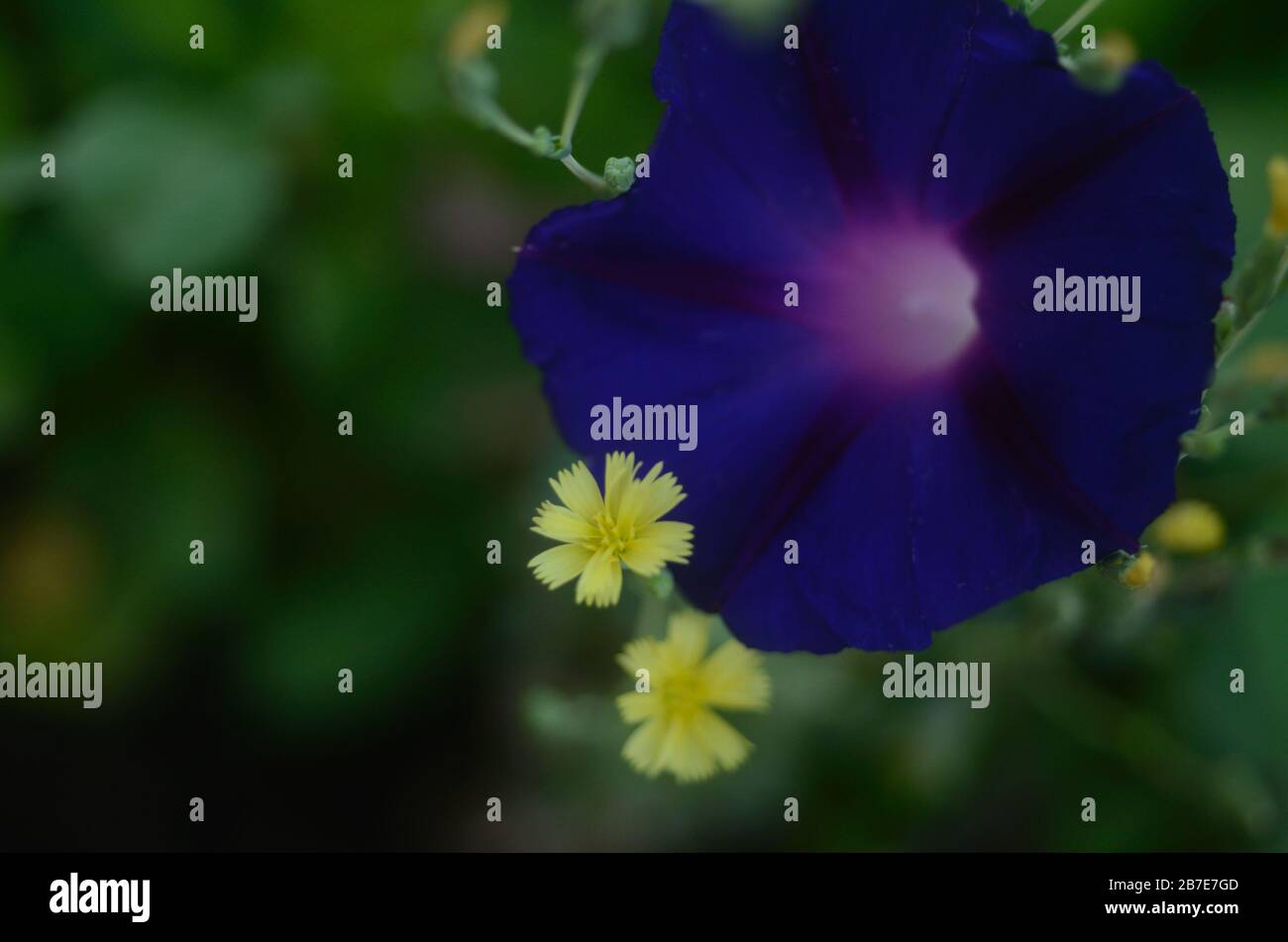 The yellow flowers are from a lettuce plant that bolted Stock Photo Alamy