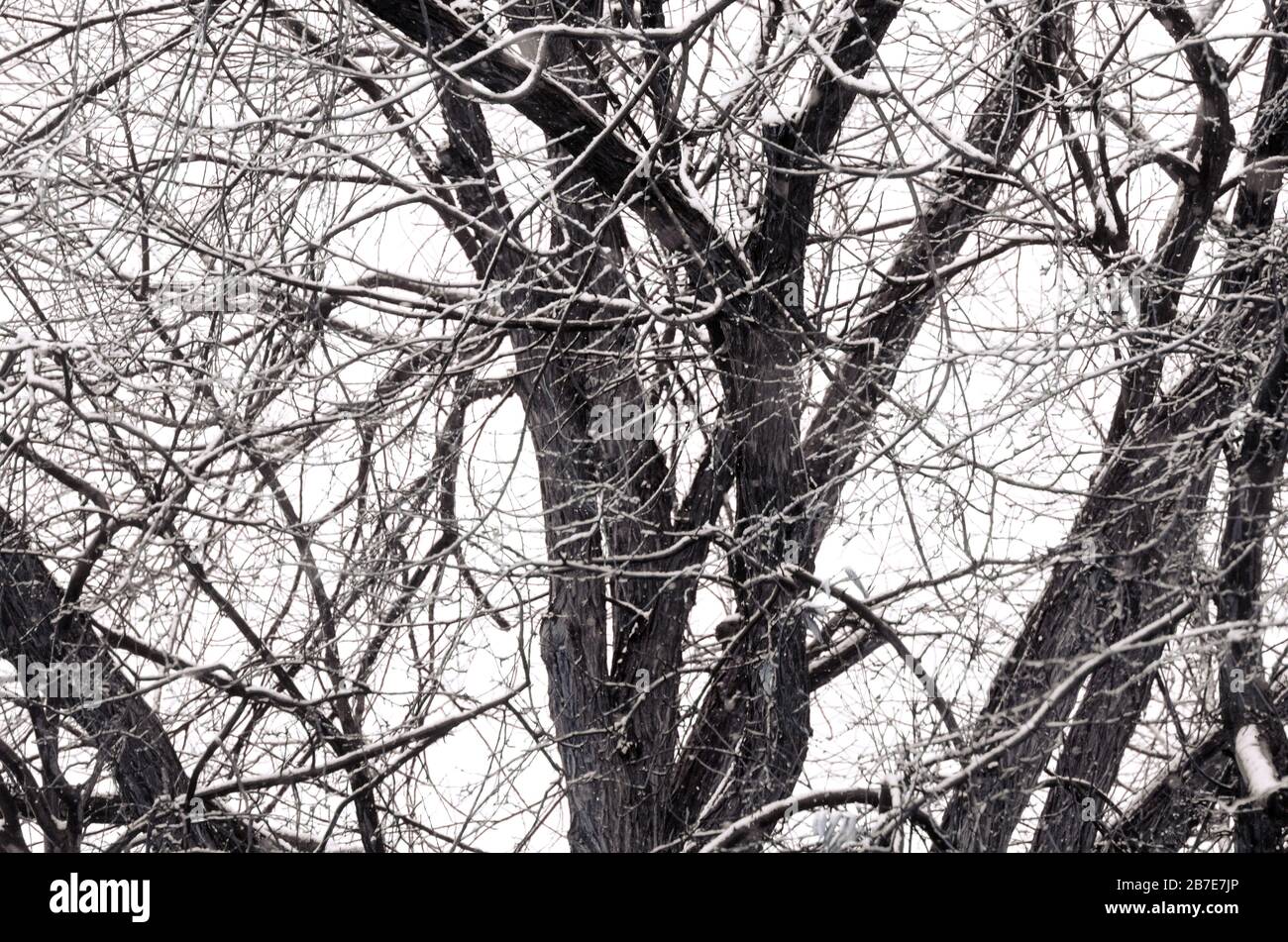 Tree in winter, Colorado Stock Photo