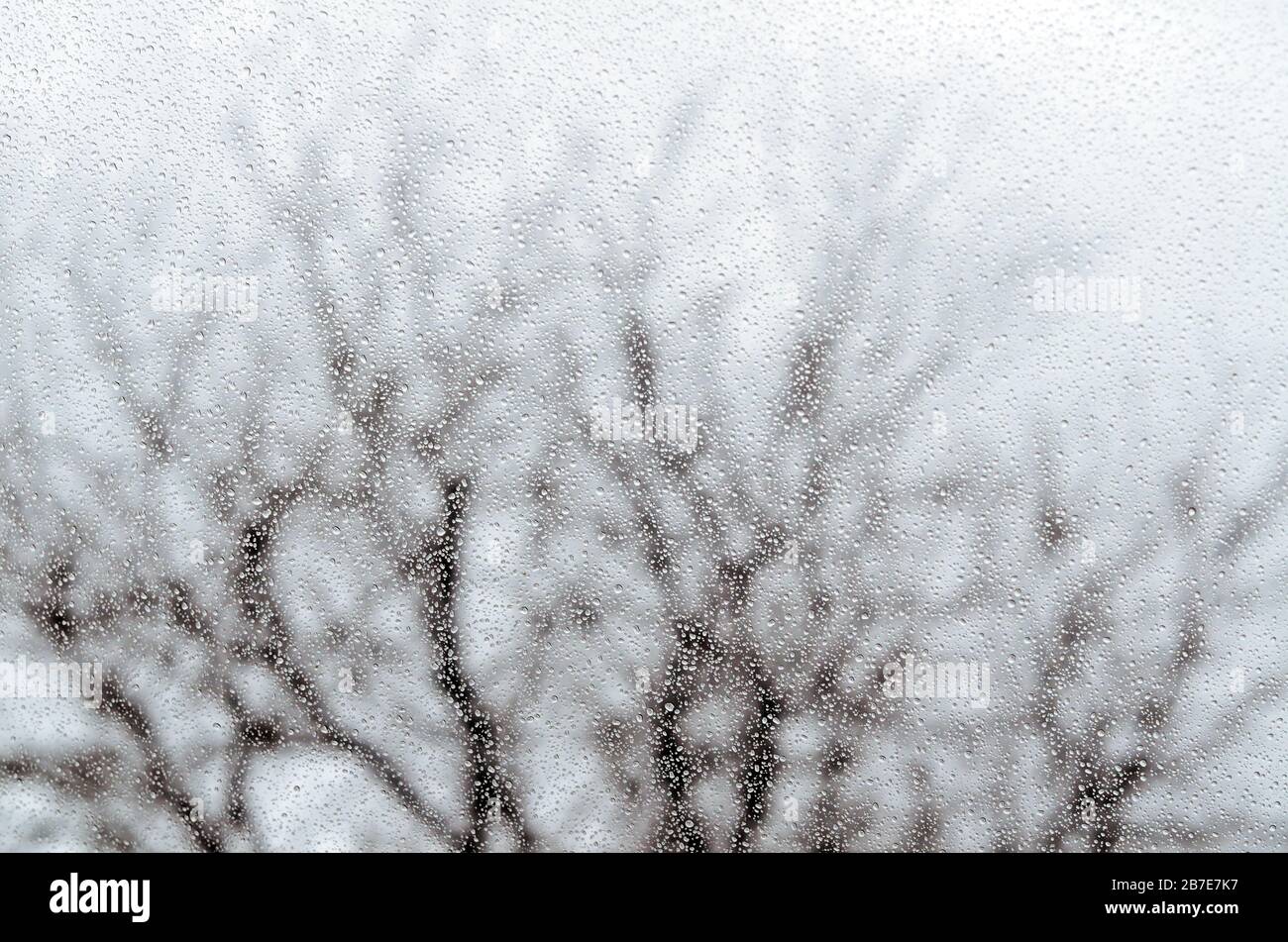 Rain on window with barren tree branches in background Stock Photo