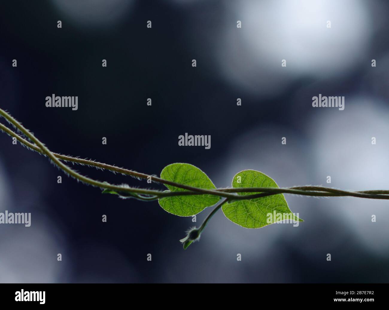 Two hearts entwined. Morning glory leaves Stock Photo