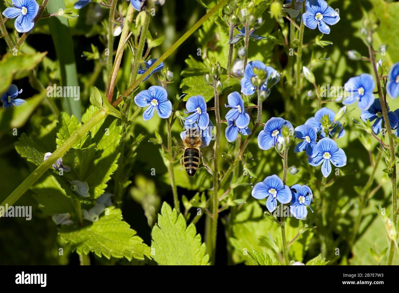 Blossomed flower of Veronica officinalis on green leaf background, Teteven balkan, Bulgaria Stock Photo