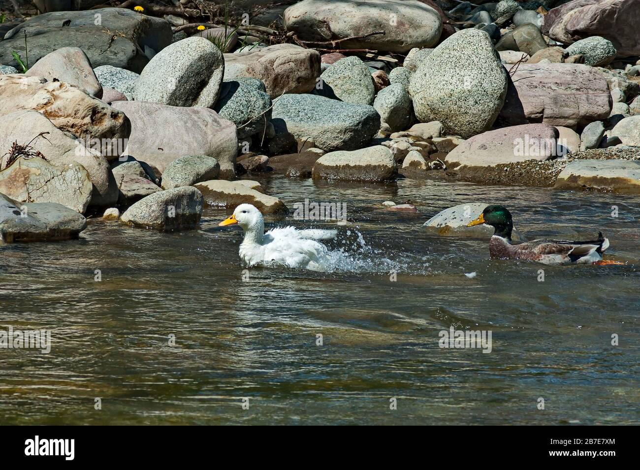 A group of male and female mallard ducks plunge in a love game in the springtime river Vit near the town Teteven, Bulgaria Stock Photo