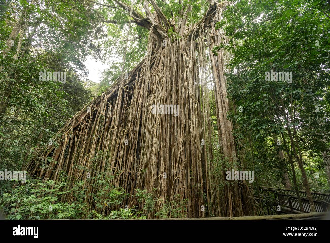 view of curtain fig tree, Atherton Tablelands, Queensland, Australia Stock Photo