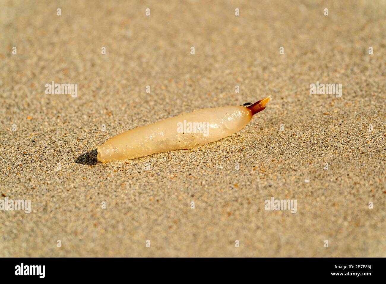 penis worm, Priapulida, single individual on sandy beach, Port