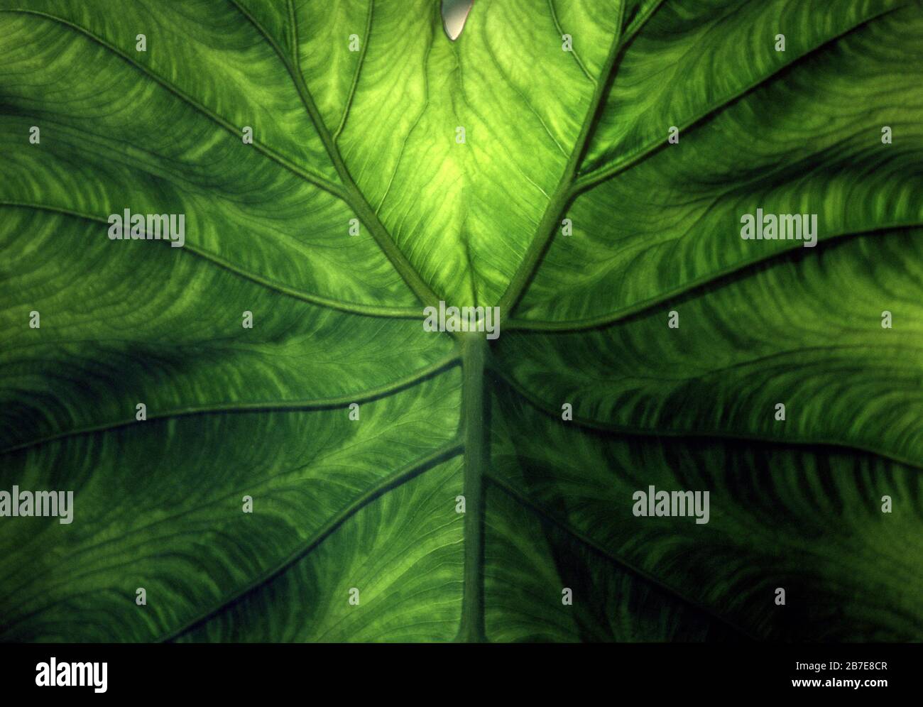 Elephant Ear leaf detail Stock Photo