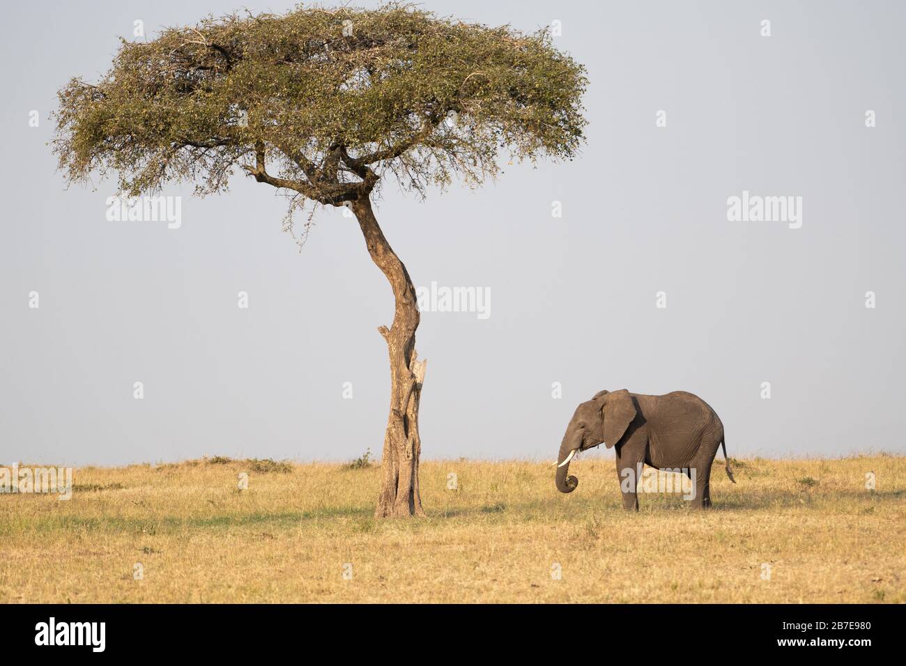African elephant standing near large umbrella tree in the Maasai Mara