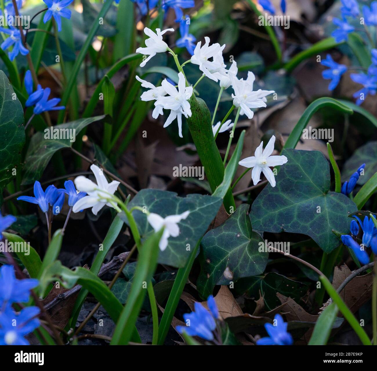 Spring blooming Chionodoxa sardensis flowers highlight beautiful day in Wave Hill park in the Bronx Stock Photo