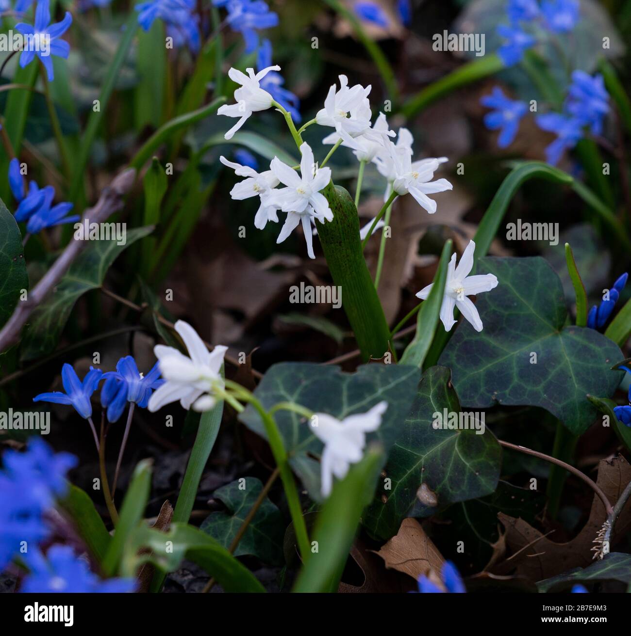Spring blooming Chionodoxa sardensis flowers highlight beautiful day in Wave Hill park in the Bronx Stock Photo