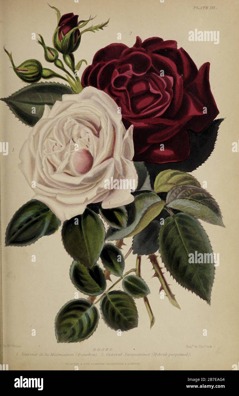 Vintage Retro Old Photograph Century Graphics Antique Classic History Historic Historical Archival Archive Nostalgia Nostalgic Old Fashioned Old Fashion Black And White Botany Botanical Past Times Artist Sepia 19th Century Read what people are saying and join the conversation. alamy
