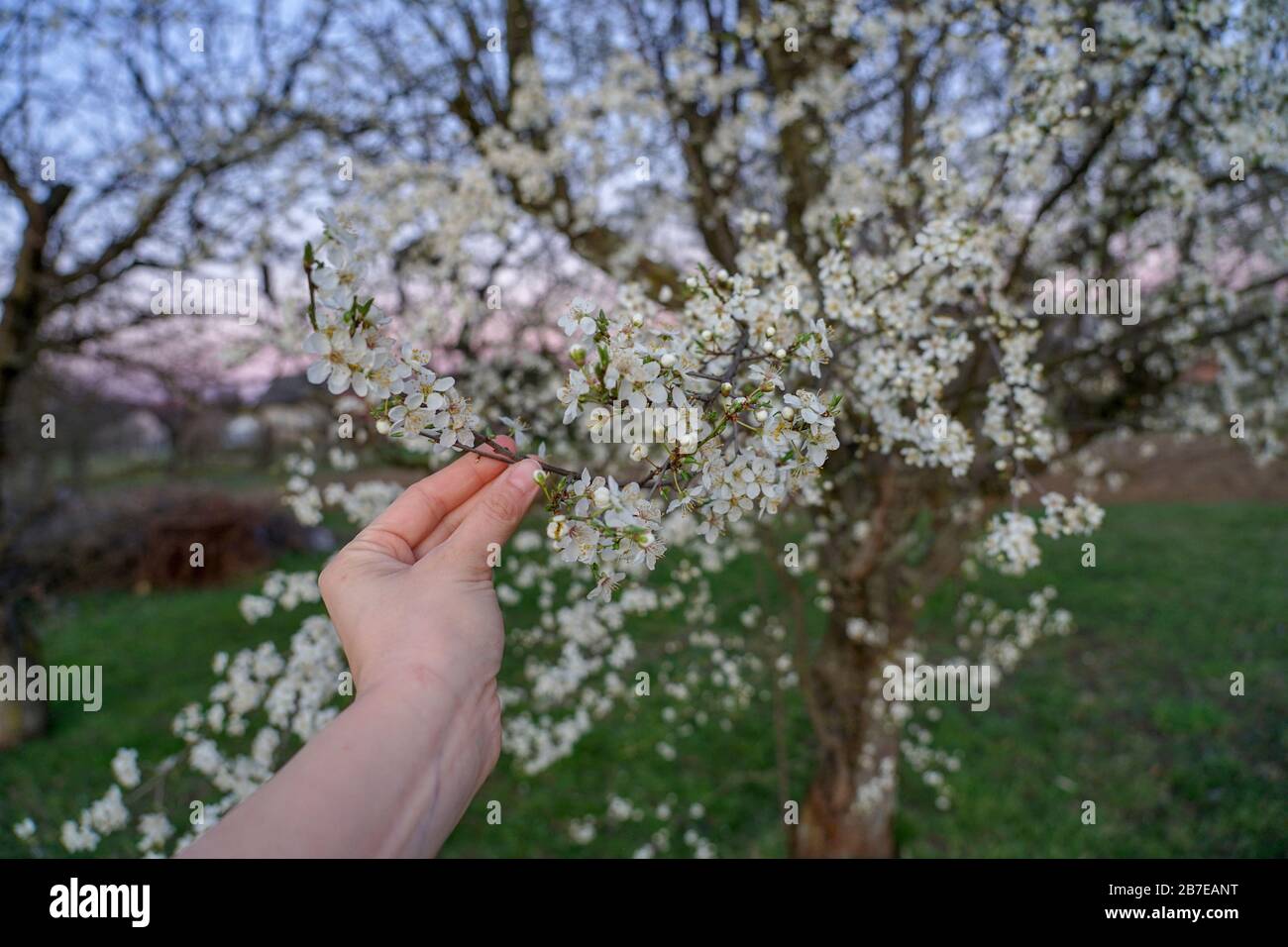 woman holding blooming peach tree springtime concept Stock Photo