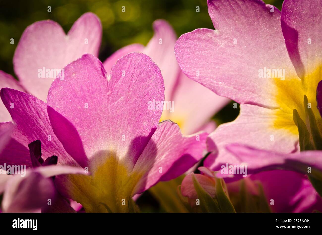 Light pink beautiful blossoms of primroses in spring, closeup in backlight Stock Photo