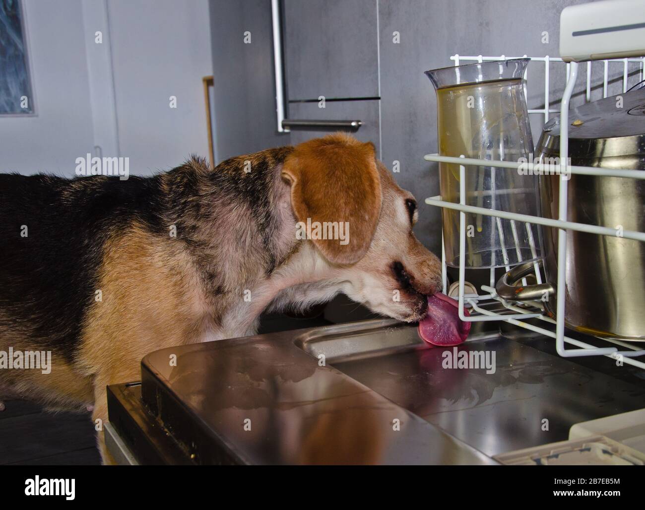 A cute dog, a beagle licks the dirty dishes in a dishwasher Stock Photo
