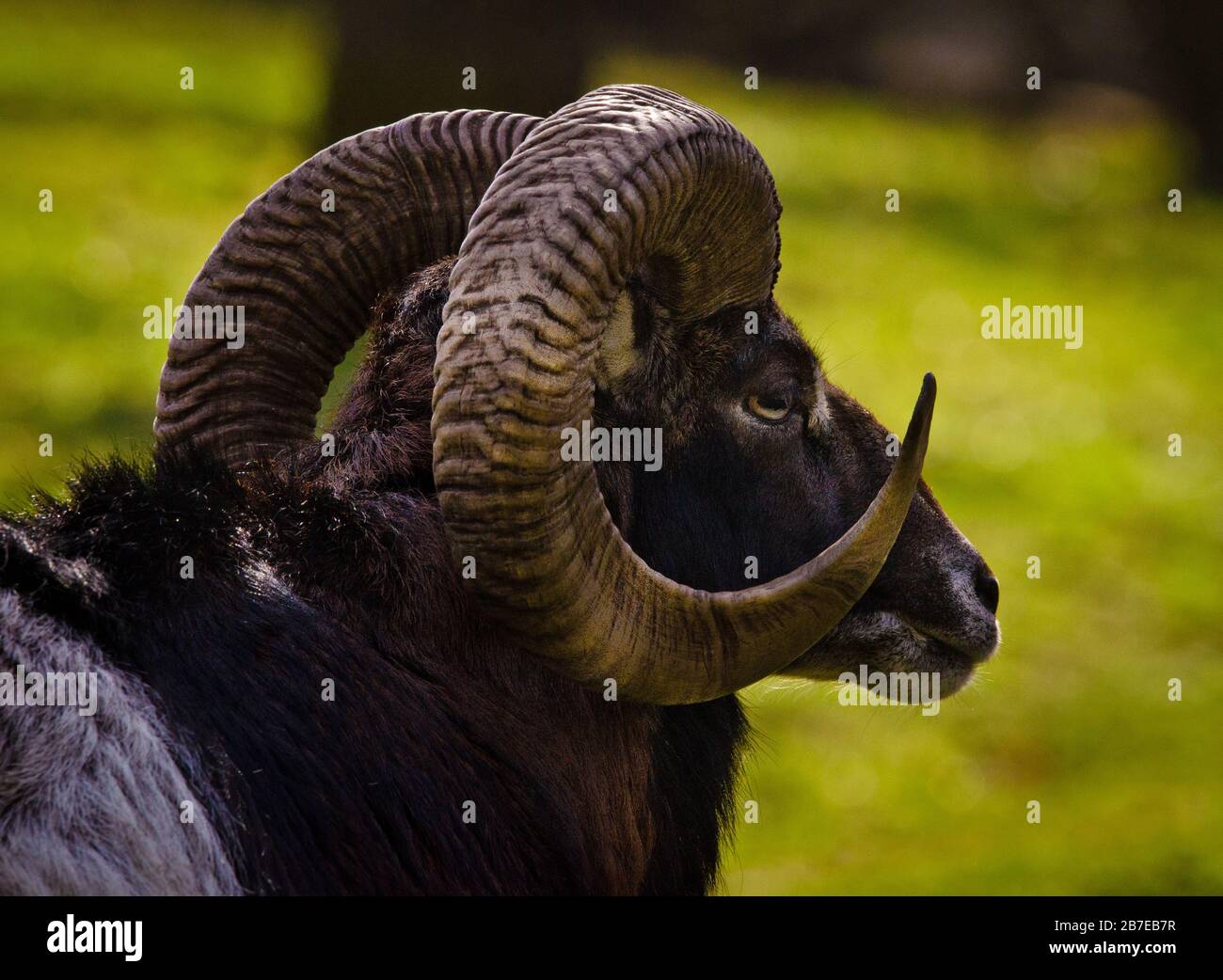 a georgous mouflon, a ram as a portrait in a meadow Stock Photo