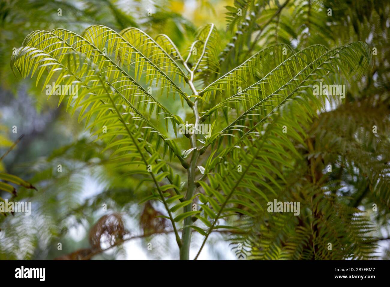 The giant tree fern of New Zealand. The fern symbolizes new life, growth, strength and peace and is used as a symbol of New Zealand flora and tourism. Stock Photo