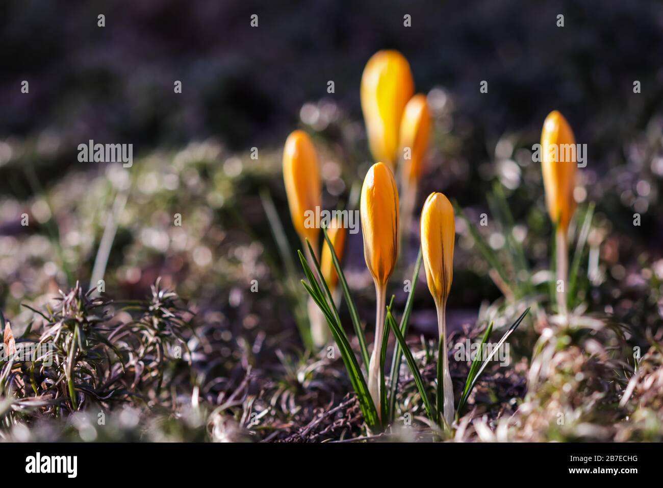 The first yellow crocuses in the spring garden. Botanical concept Stock Photo