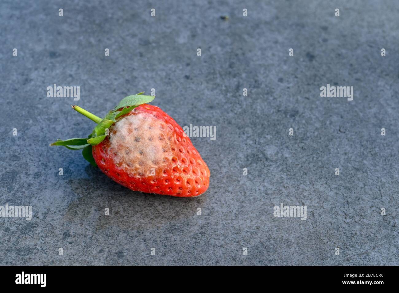 Close up view of a single strawberry with mould growing on the surface isolated against a plain grey background, Space for copy right. Stock Photo