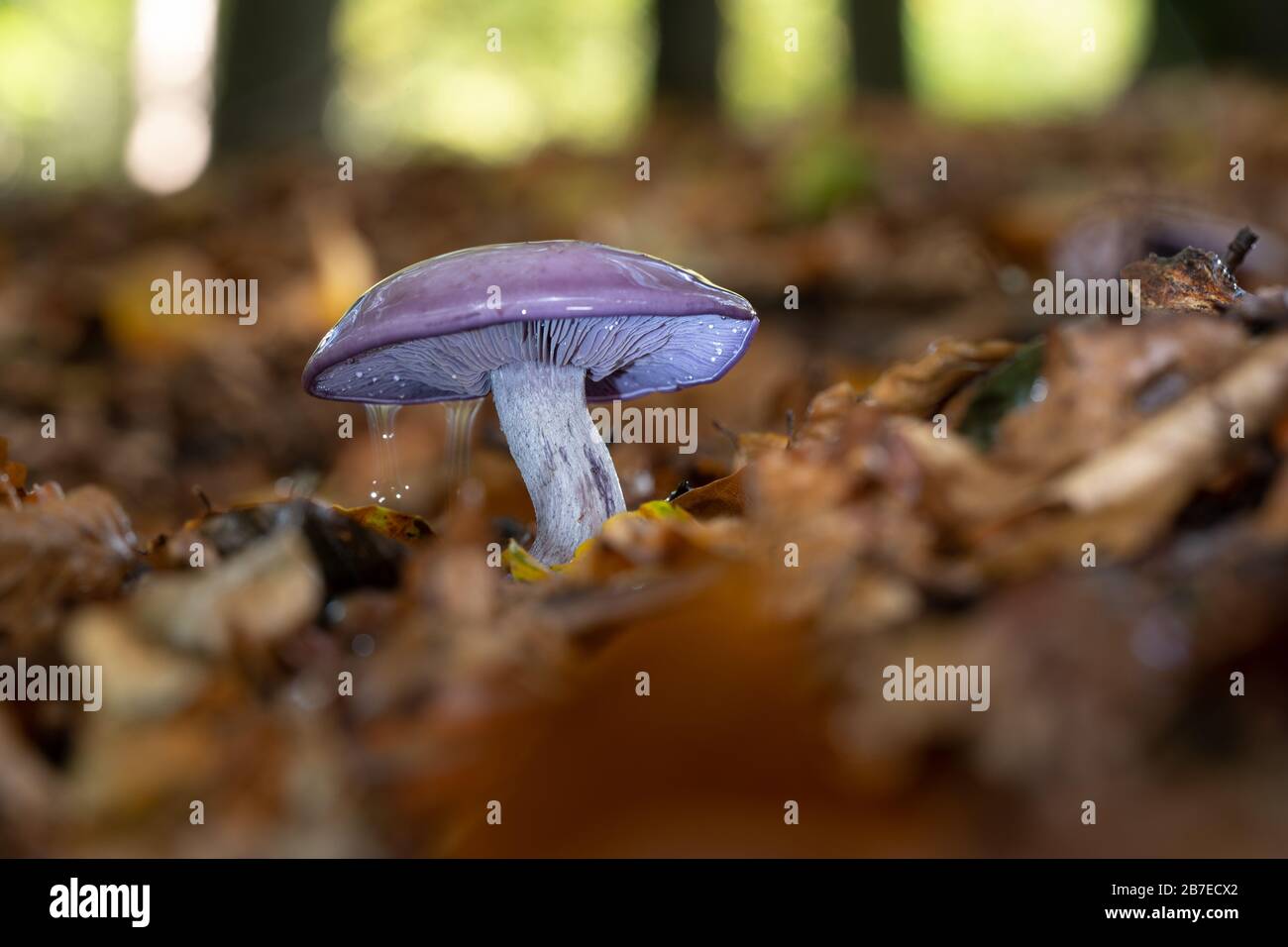 Closeup selective focus shot of a wild mushroom growing in a forest ...