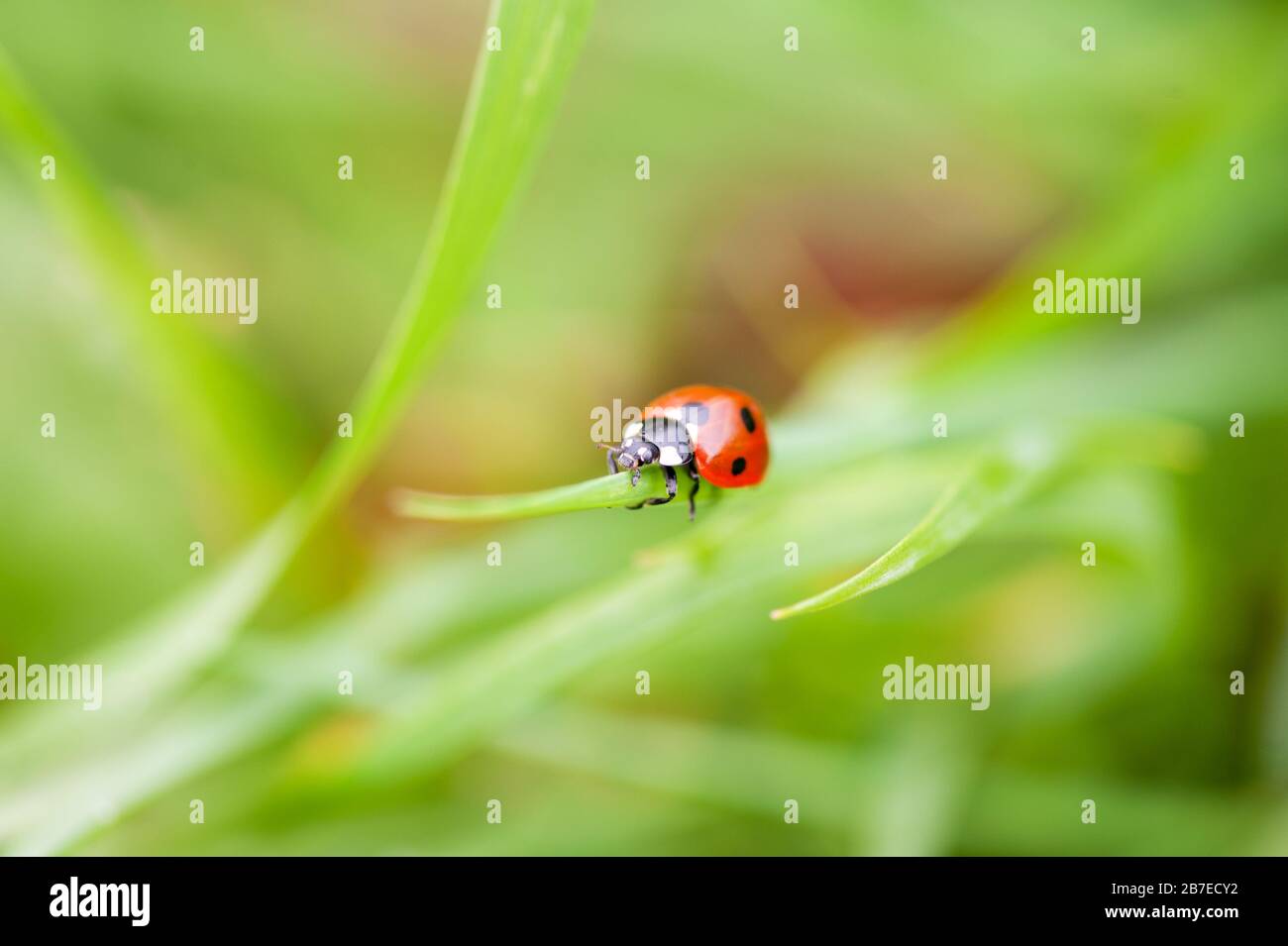 A ladybug sitting on a green leaf captured in a macro photo Stock Photo ...