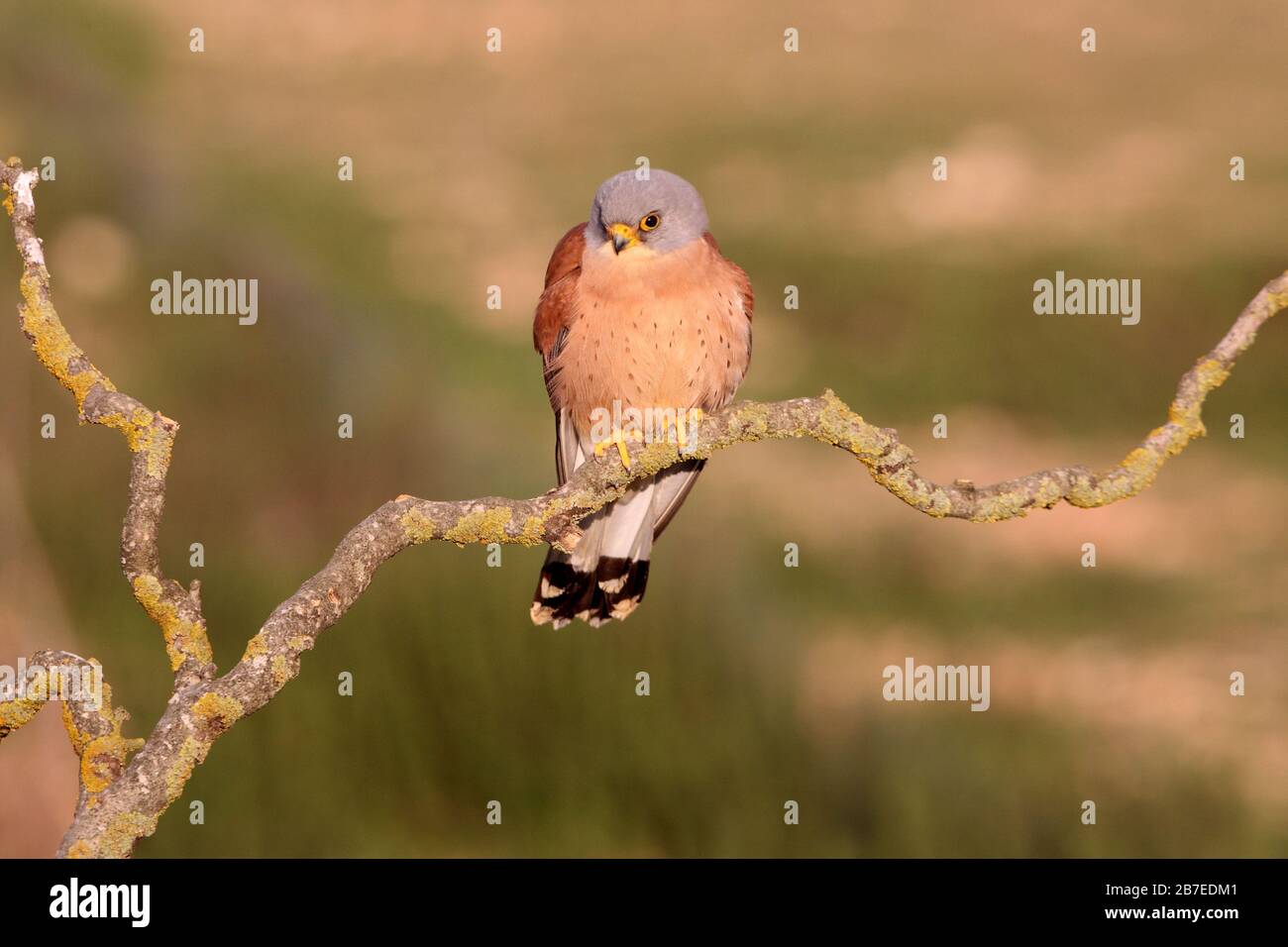 Male of Lesser kestrel, falcons, kestrel, birds, Falco naumanni Stock Photo