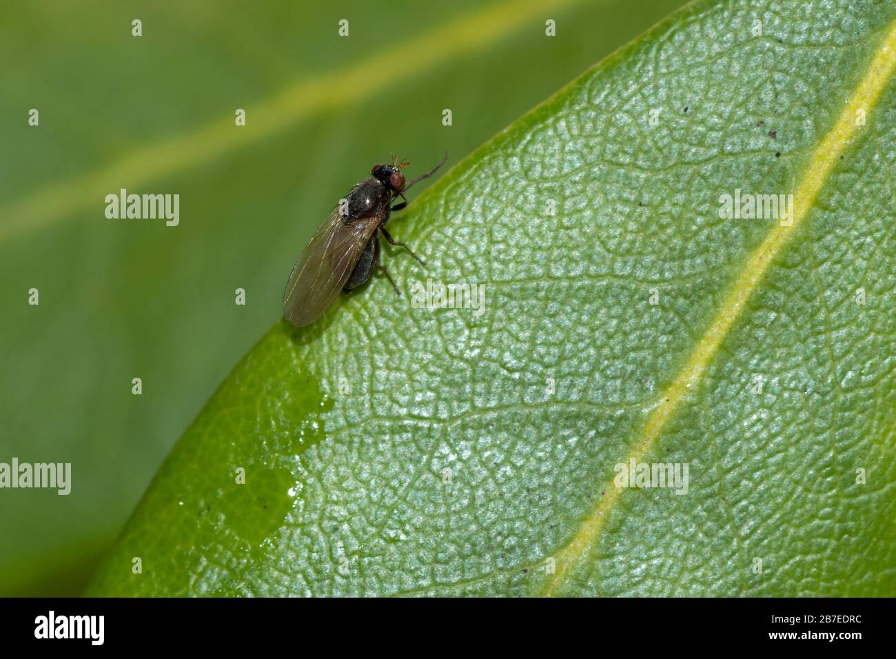 Selective focus shot of an insect fly on the green leaf with a blurred ...