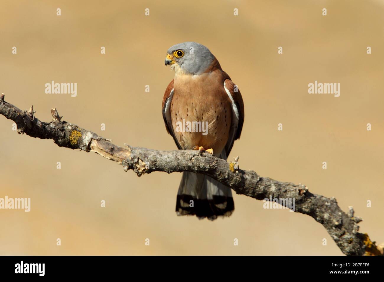 Male of Lesser kestrel, falcons, kestrel, birds, Falco naumanni Stock ...