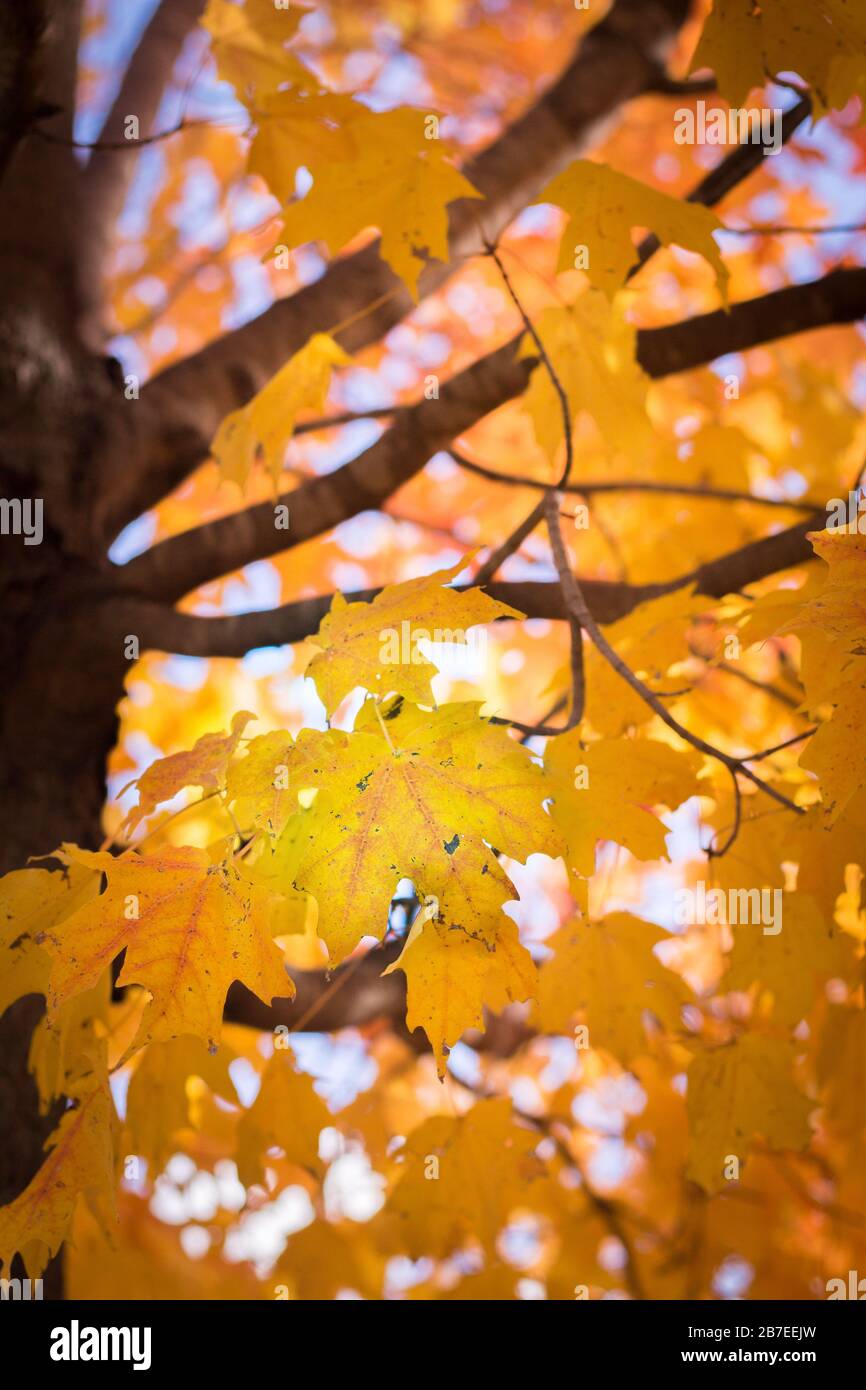 Close up of a golden maple tree Stock Photo