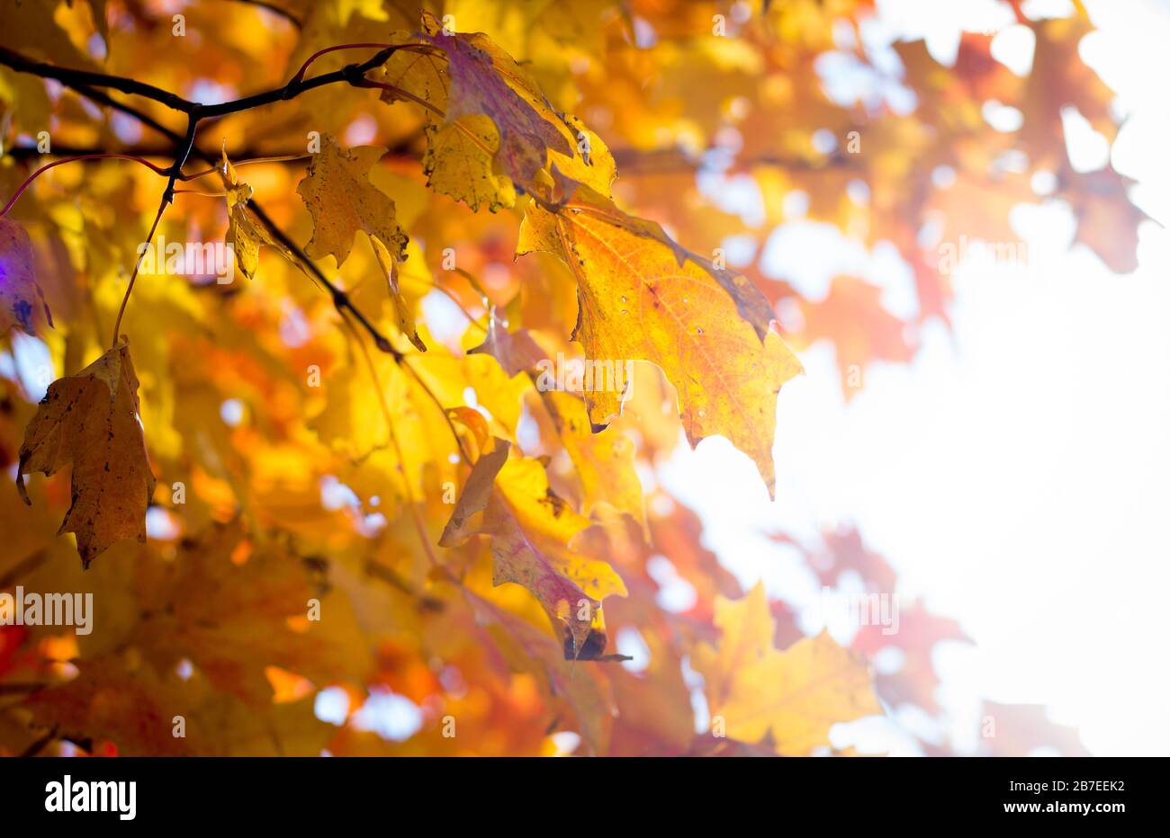 Close up of yellow maple leaves on a tree in fall, horizontal Stock Photo