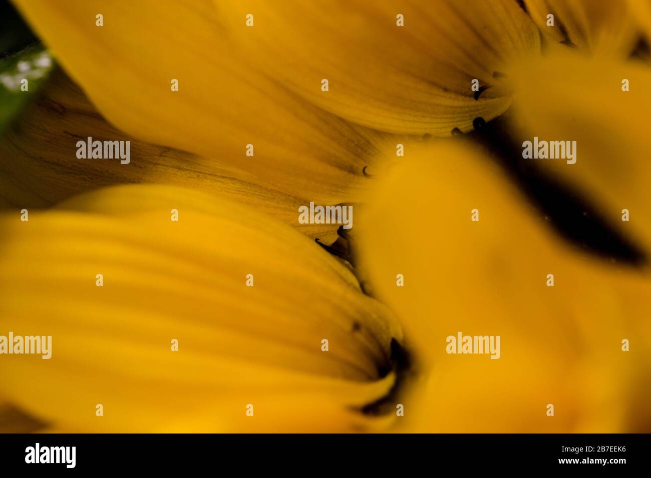 Close up of Sunflower petals Stock Photo