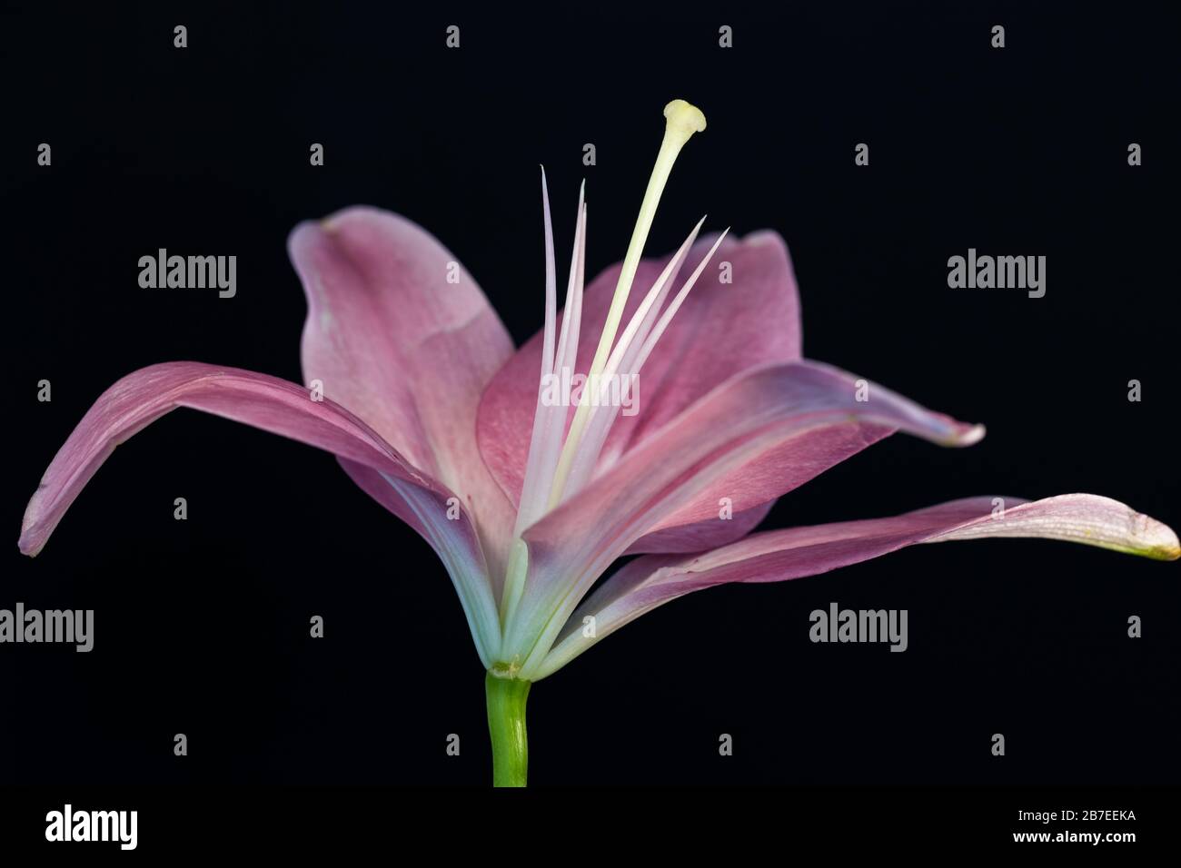 Horizontal side view of pink Asiatic lily with a dark background Stock Photo