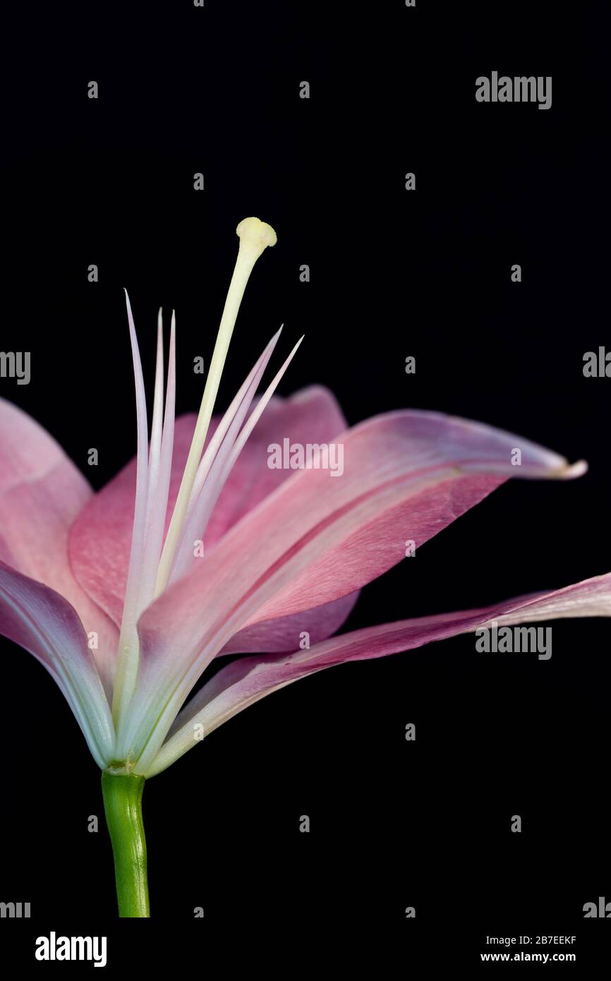 Close up of Pink Asiatic lily with dark background Stock Photo