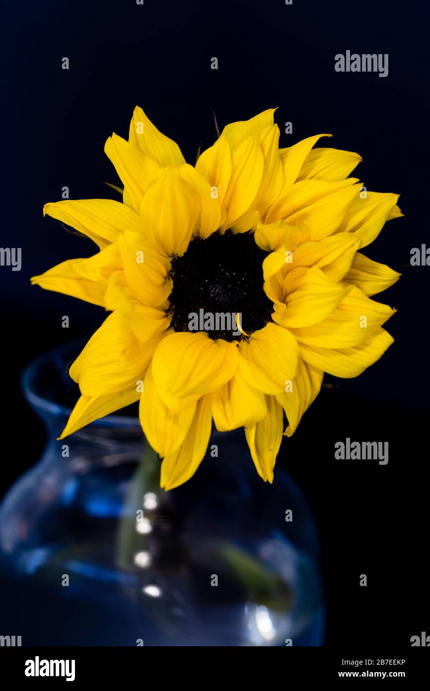 Single sunflower in a glass vase with a dark background Stock Photo