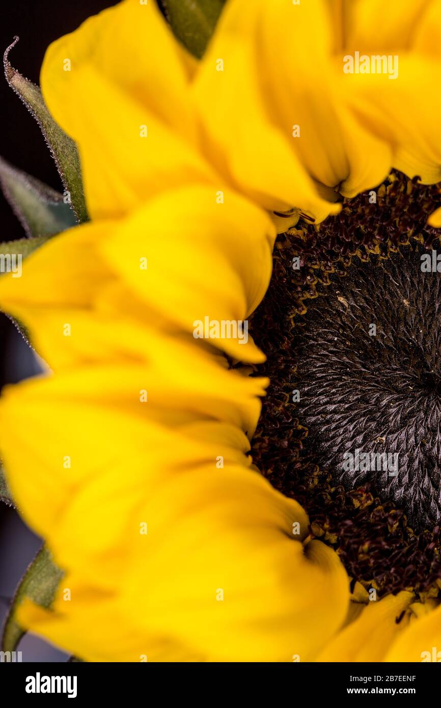 Close up of a partial sunflower Stock Photo