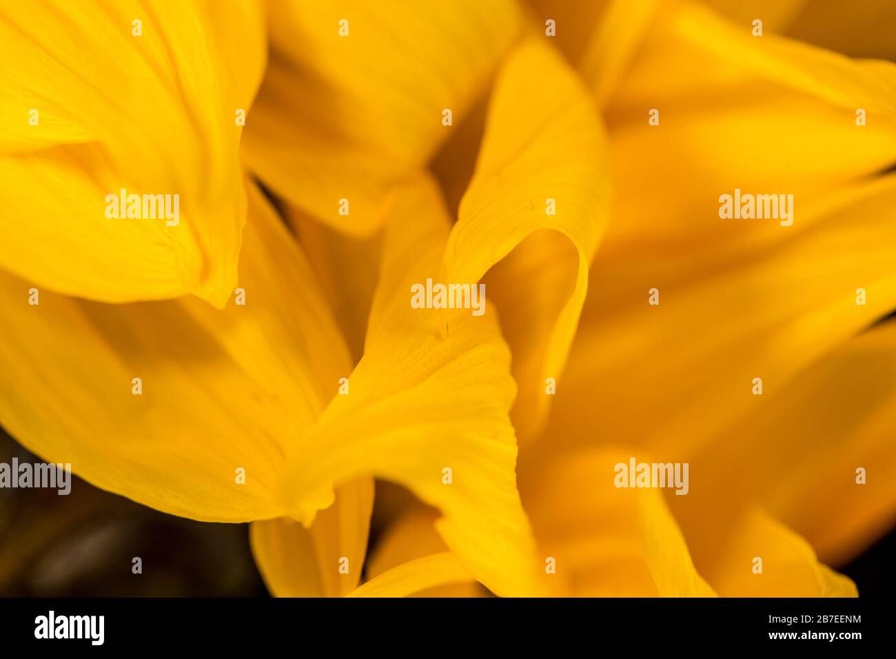 Close up of yellow sunflower petals Stock Photo