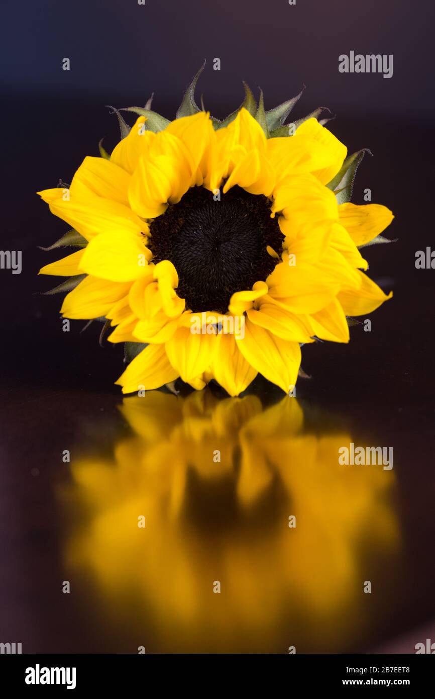 Full sunflower and it's reflection with a dark background Stock Photo