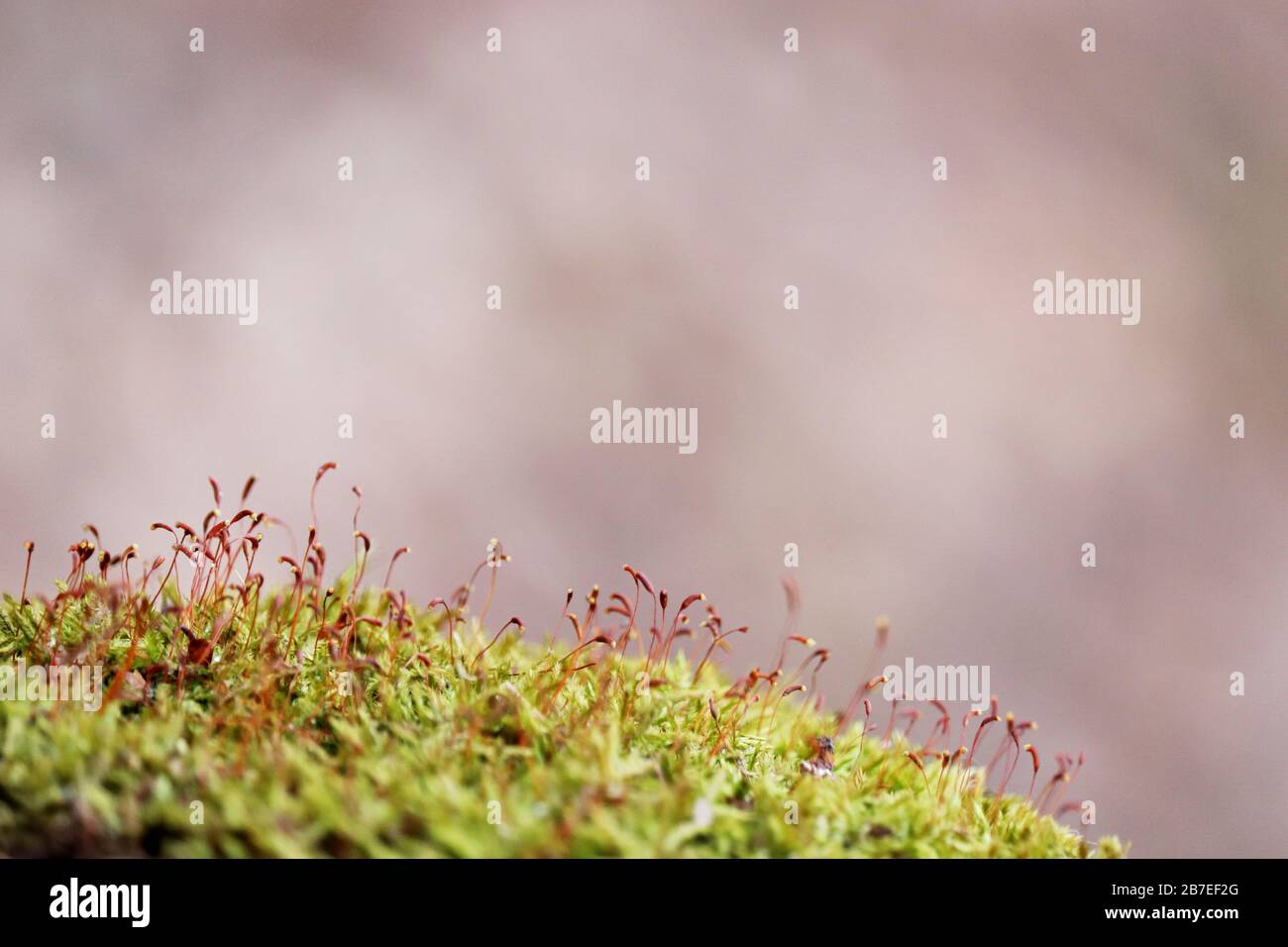 Moss with red spore capsules close up, magic forest. Colorful macro shot of fairy nature, dreamy background Stock Photo