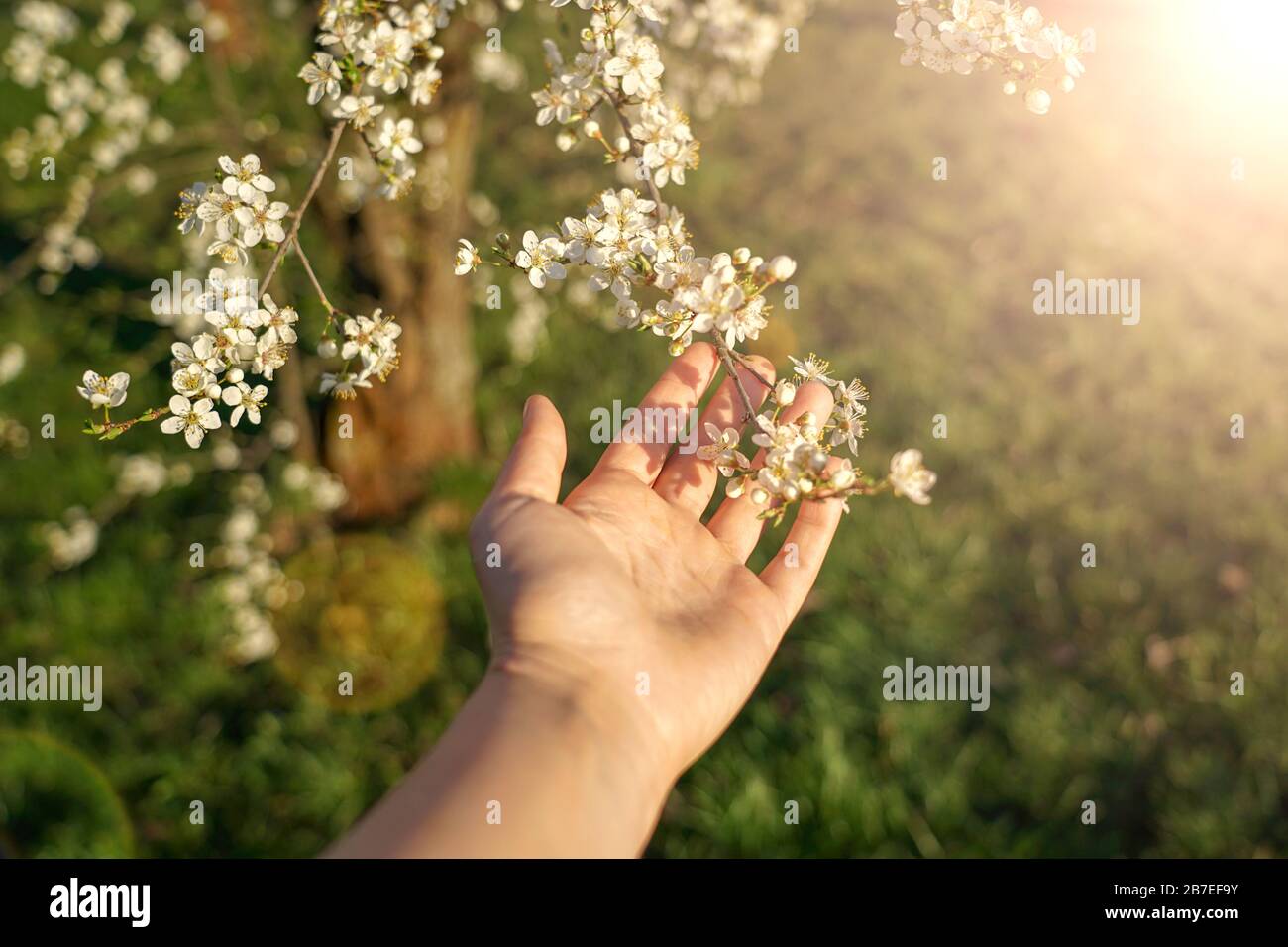woman holding blooming peach tree springtime concept in sunlight Stock Photo