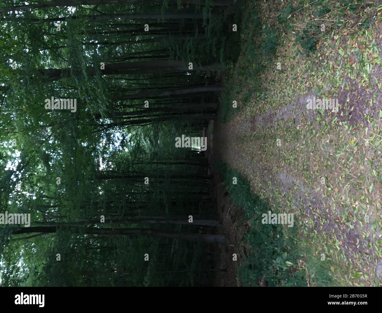 Mesmerizing scenery of the path through tall trees in the forest Stock ...