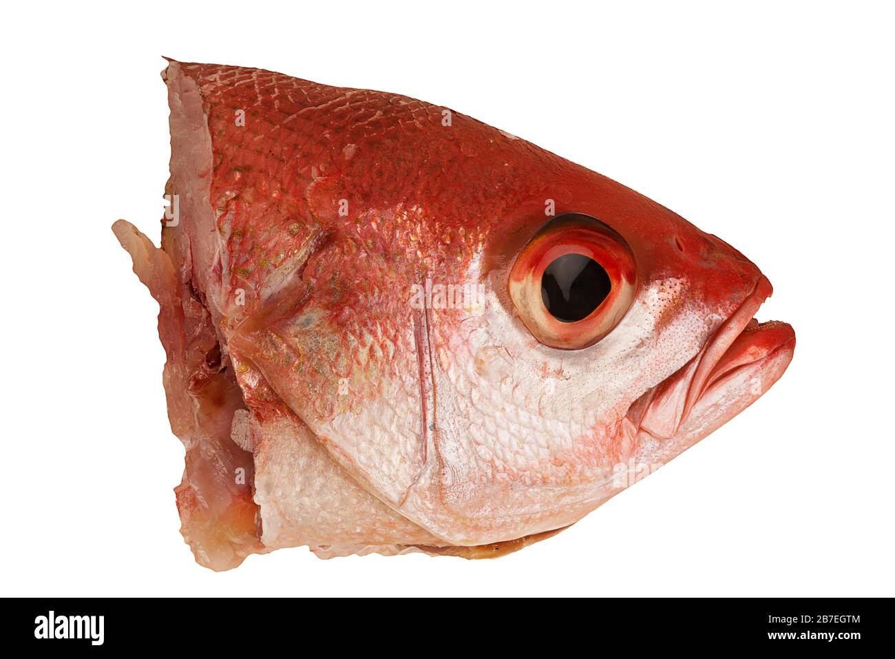 Red snapper head isolated on a white background. Close up and directly above Stock Photo Alamy