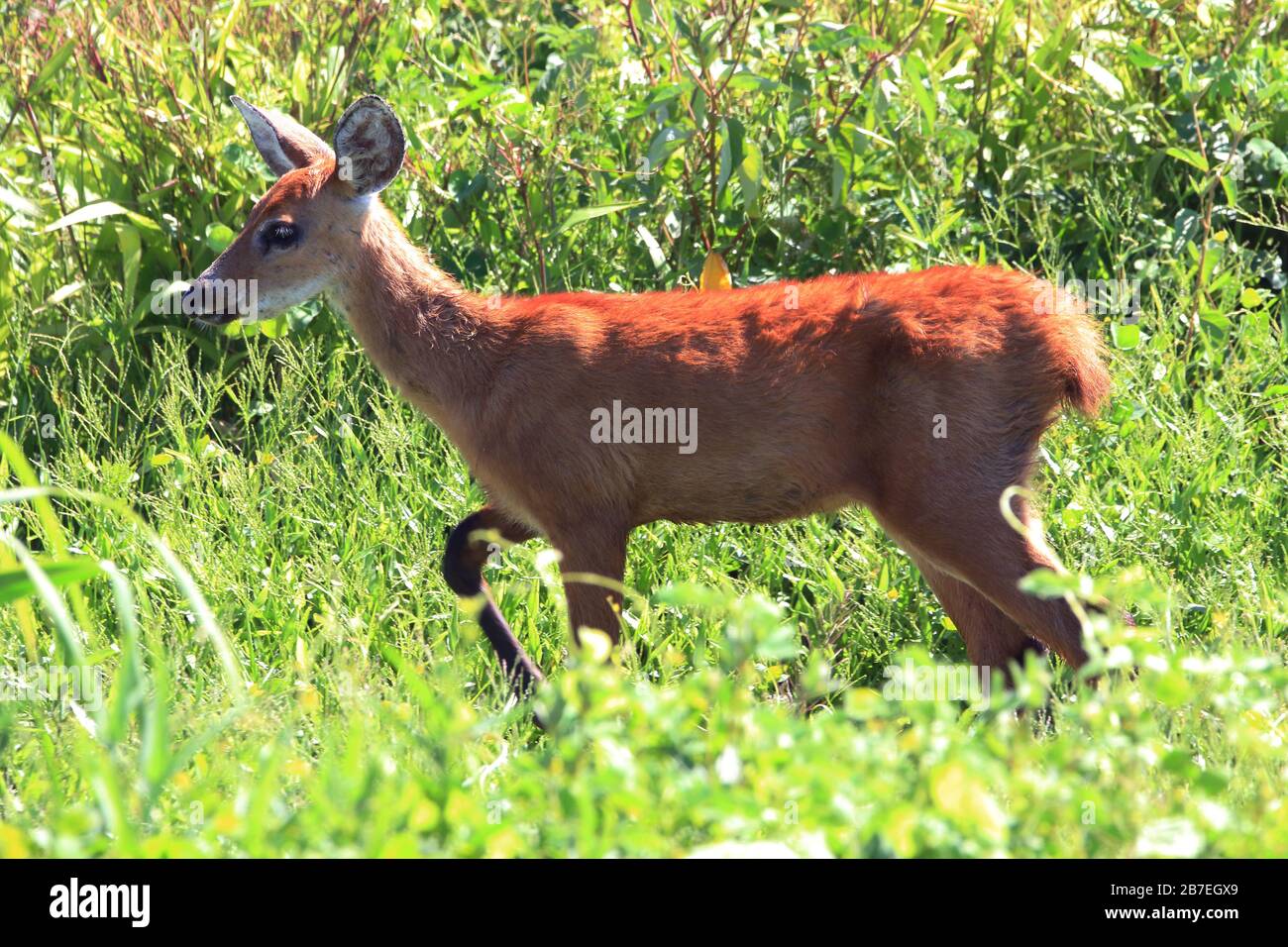 female deer in the Brazilian Pantanal, Mato Grosso do Sul Stock Photo