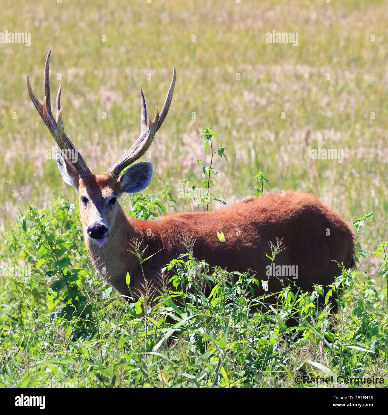 Male Marsh deer in Bonito, Mato Grosso do Sul, Brazil Stock Photo